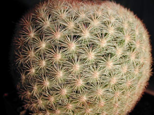 Mammillaria candida (1).jpg